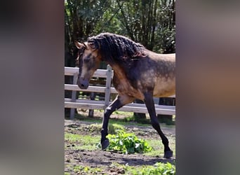 PRE, Stallone, 13 Anni, 167 cm, Pelle di daino