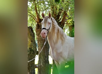 PRE, Stallone, 9 Anni, 164 cm, Perlino