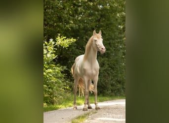 PRE, Stallone, 9 Anni, 158 cm, Perlino