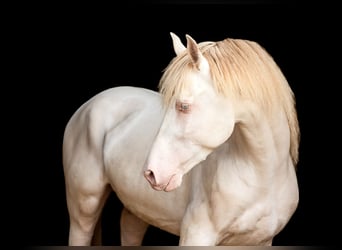 PRE, Stallone, 9 Anni, 158 cm, Perlino