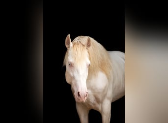 PRE, Stallone, 9 Anni, 158 cm, Perlino