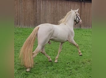 PRE, Stallone, 14 Anni, 152 cm, Perlino