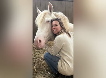 PRE, Stallone, 9 Anni, 164 cm, Perlino