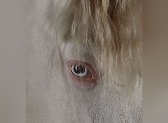 PRE, Stallone, 9 Anni, 164 cm, Perlino
