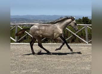PRE, Stallone, Puledri (04/2026), 135 cm, Grigio