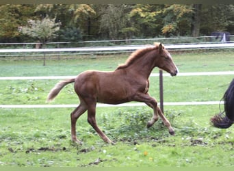 PRE, Stallone, Puledri
 (07/2023), 157 cm, Sauro