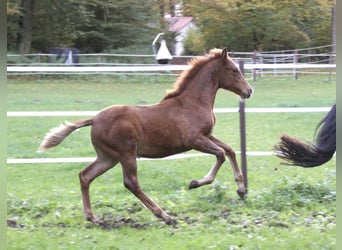 PRE, Stallone, Puledri
 (07/2023), 157 cm, Sauro