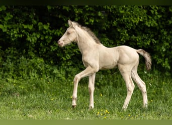 PRE, Stallone, Puledri (04/2026), 158 cm, Champagne