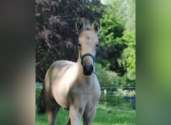 PRE, Stallone, Puledri (01/2026), 158 cm, Pelle di daino