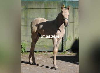 PRE, Stallone, Puledri (01/2026), 158 cm, Pelle di daino