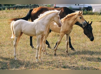 PRE, Stallone, Puledri (06/2026), 160 cm, Pearl