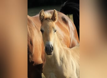 PRE, Stallone, Puledri (06/2026), 160 cm, Pearl