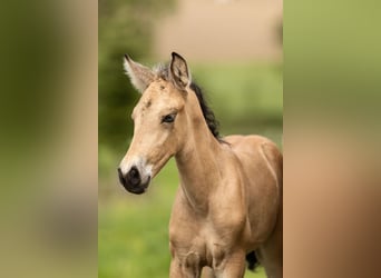 PRE, Stallone, Puledri (04/2026), 160 cm, Pelle di daino