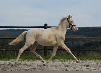 PRE, Stallone, Puledri (01/2026), 160 cm, Perlino