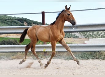 PRE, Stallone, Puledri (05/2026), 162 cm