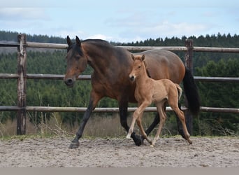 PRE, Stallone, Puledri (03/2026), 162 cm, Pelle di daino