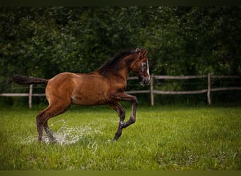 PRE, Stallone, Puledri
 (04/2023), 163 cm, Può diventare grigio