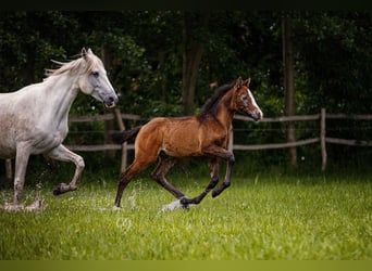 PRE, Stallone, Puledri
 (04/2023), 163 cm, Può diventare grigio