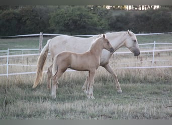 PRE, Stallone, Puledri (06/2026), 164 cm, Palomino