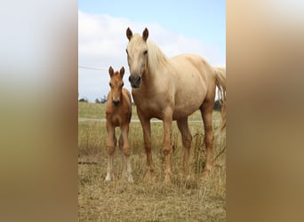 PRE, Stallone, Puledri (06/2026), 164 cm, Palomino