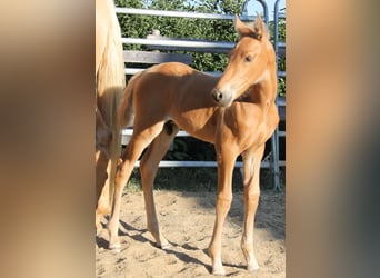PRE, Stallone, Puledri (06/2026), 164 cm, Palomino