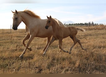 PRE, Stallone, Puledri (06/2026), 164 cm, Palomino