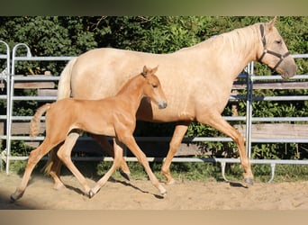PRE, Stallone, Puledri (06/2026), 164 cm, Palomino