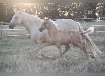 PRE, Stallone, Puledri (06/2026), 164 cm, Palomino