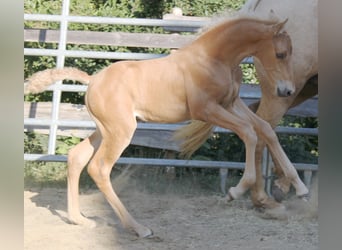 PRE, Stallone, Puledri (06/2026), 164 cm, Palomino