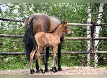 PRE, Stallone, Puledri (05/2024), 165 cm, Baio ciliegia