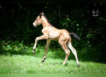 PRE, Stallone, Puledri (05/2026), 165 cm, Baio ciliegia