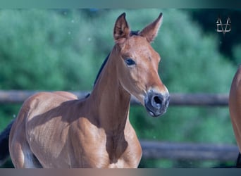 PRE, Stallone, Puledri (05/2026), 165 cm, Baio ciliegia