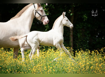 PRE, Stallone, , 165 cm, Falbo
