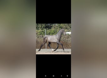 PRE, Stallone, Puledri (10/2025), 165 cm, Grigio