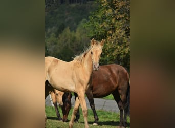 PRE, Stallone, Puledri (04/2026), 165 cm, Pearl