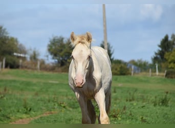 PRE, Stallone, Puledri (04/2026), 165 cm, Pearl