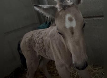 PRE, Stallone, Puledri (05/2026), 165 cm, Pelle di daino