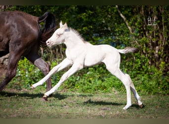 PRE Mix, Stallone, , 168 cm, Falbo