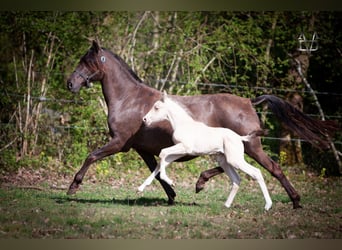 PRE Mix, Stallone, , 168 cm, Falbo
