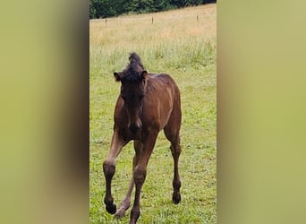 PRE, Stallone, , 170 cm, Baio scuro