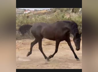 PRE, Stallone, , 170 cm, Baio scuro