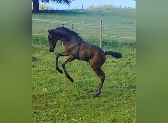 PRE, Stallone, , 170 cm, Baio scuro