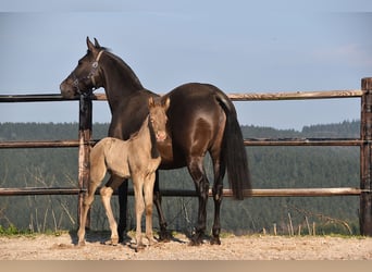 PRE, Stallone, Puledri (03/2026), 170 cm, Pearl