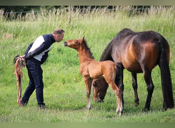 PRE, Stallone, Puledri (05/2025), Baio
