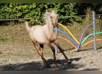 PRE, Stallone, Puledri
 (05/2023), Palomino