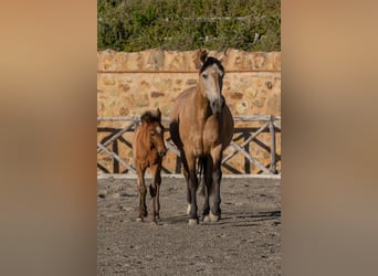 PRE, Stallone, Puledri (03/2026), Pelle di daino