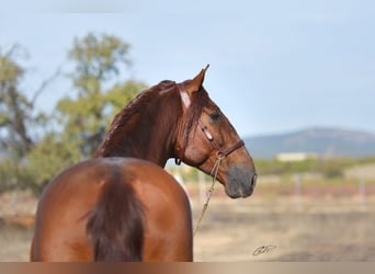 PRE, Stallone, 15 Anni, 167 cm, Sauro