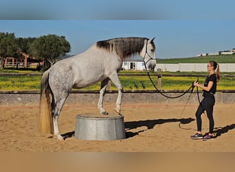 PRE Blandning, Sto, 10 år, 164 cm, Gråskimmel