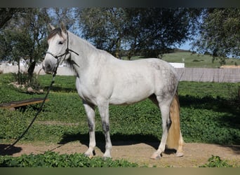 PRE Blandning, Sto, 10 år, 164 cm, Gråskimmel