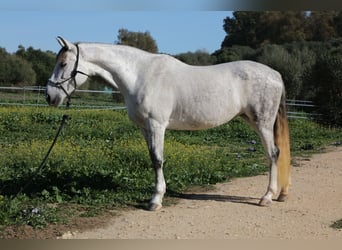 PRE Blandning, Sto, 10 år, 164 cm, Gråskimmel